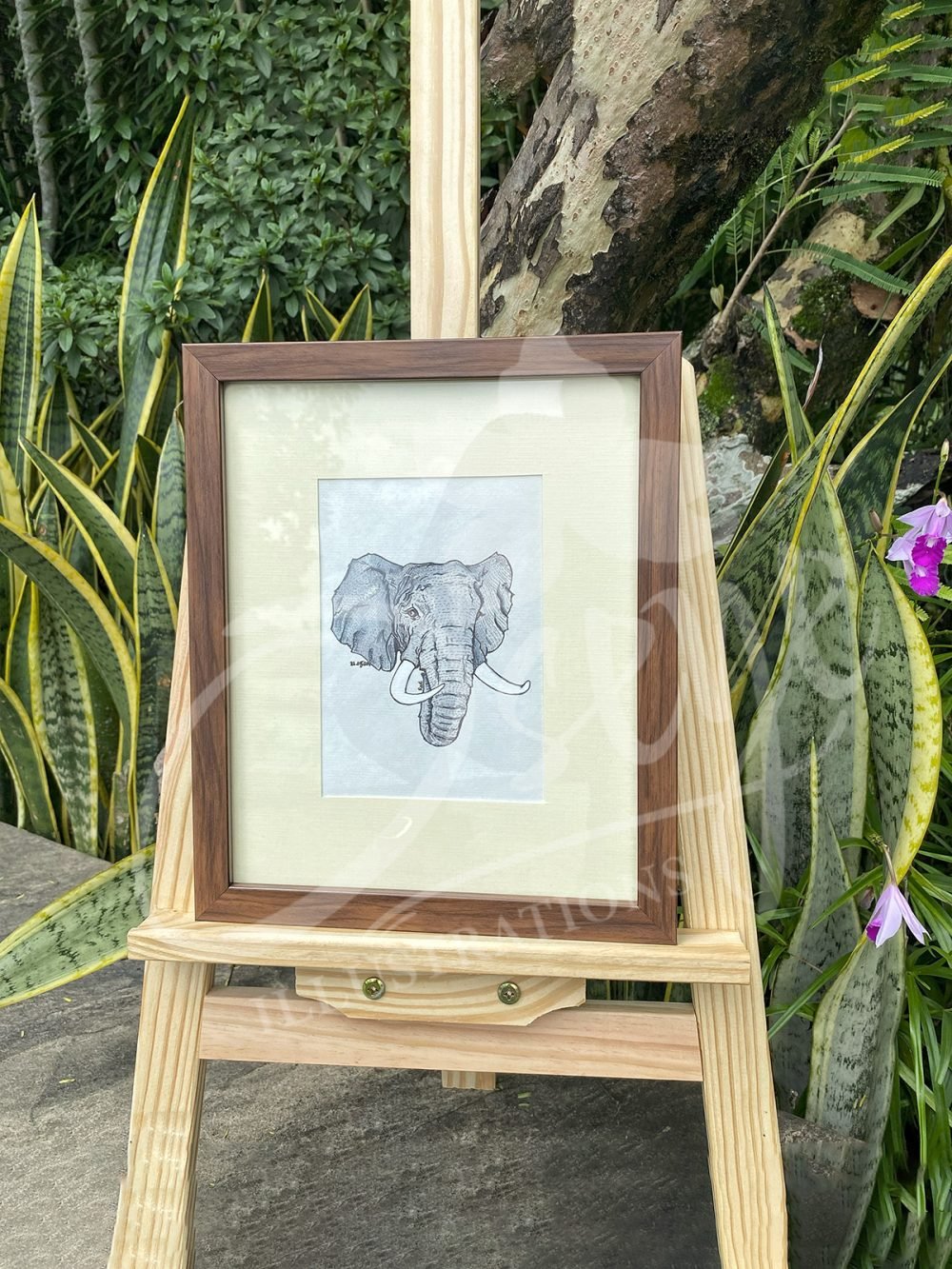 African Elephant