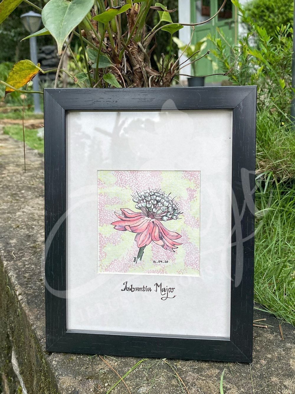 Small Botany Flower 1
