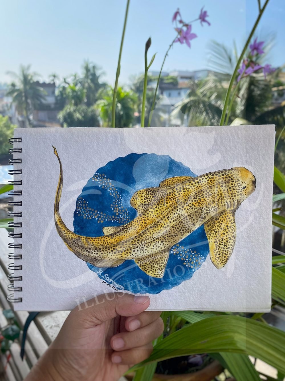 Leopard Shark