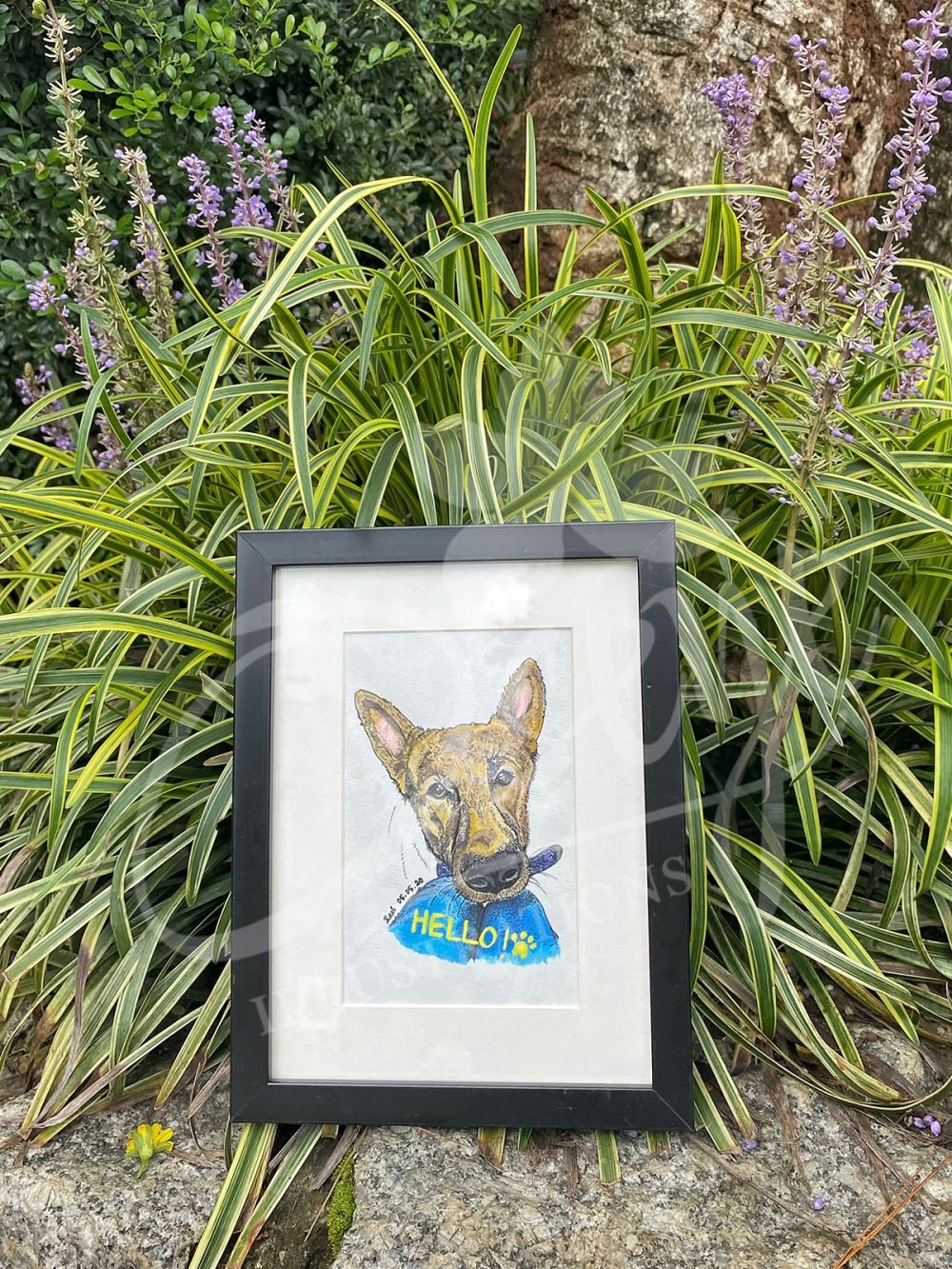 Portrait of a German Shepherd Dog