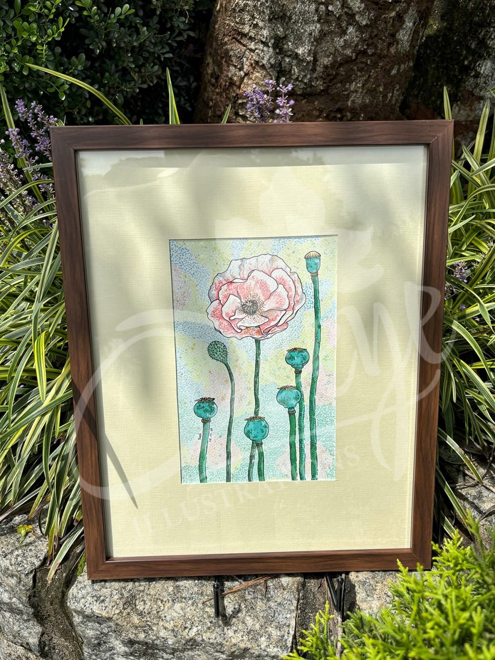 Poppies in Early Spring