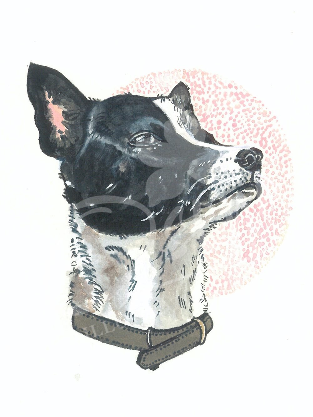 Portrait of an Indie Dog